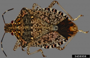 Brown Marmorated Stink Bug