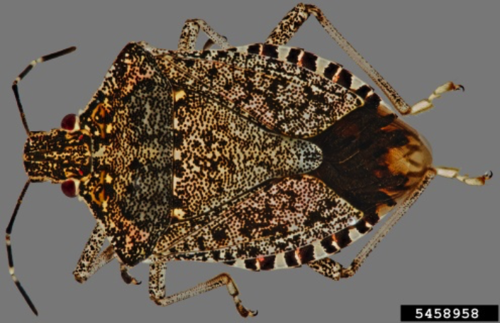 Watch Out for the Invasive Brown Marmorated Stink Bug, a Serious ...