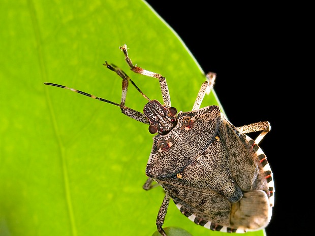Photo of a Brown Marmorated Stink Bug