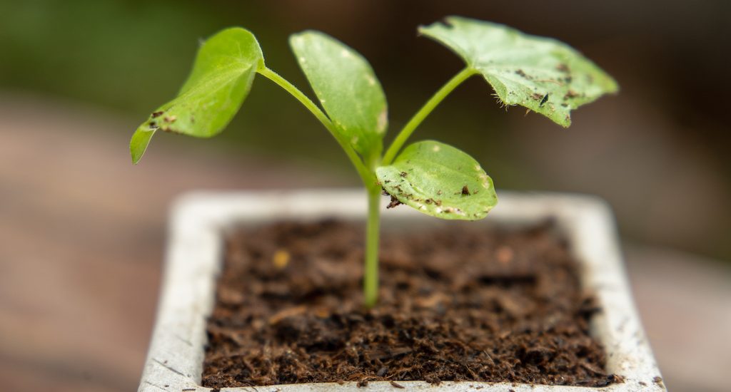 Plant growing due to soil health