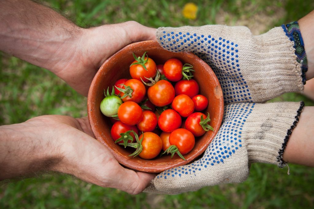 Tomatoes collected from gardening