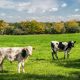 Certified organic cows in a field