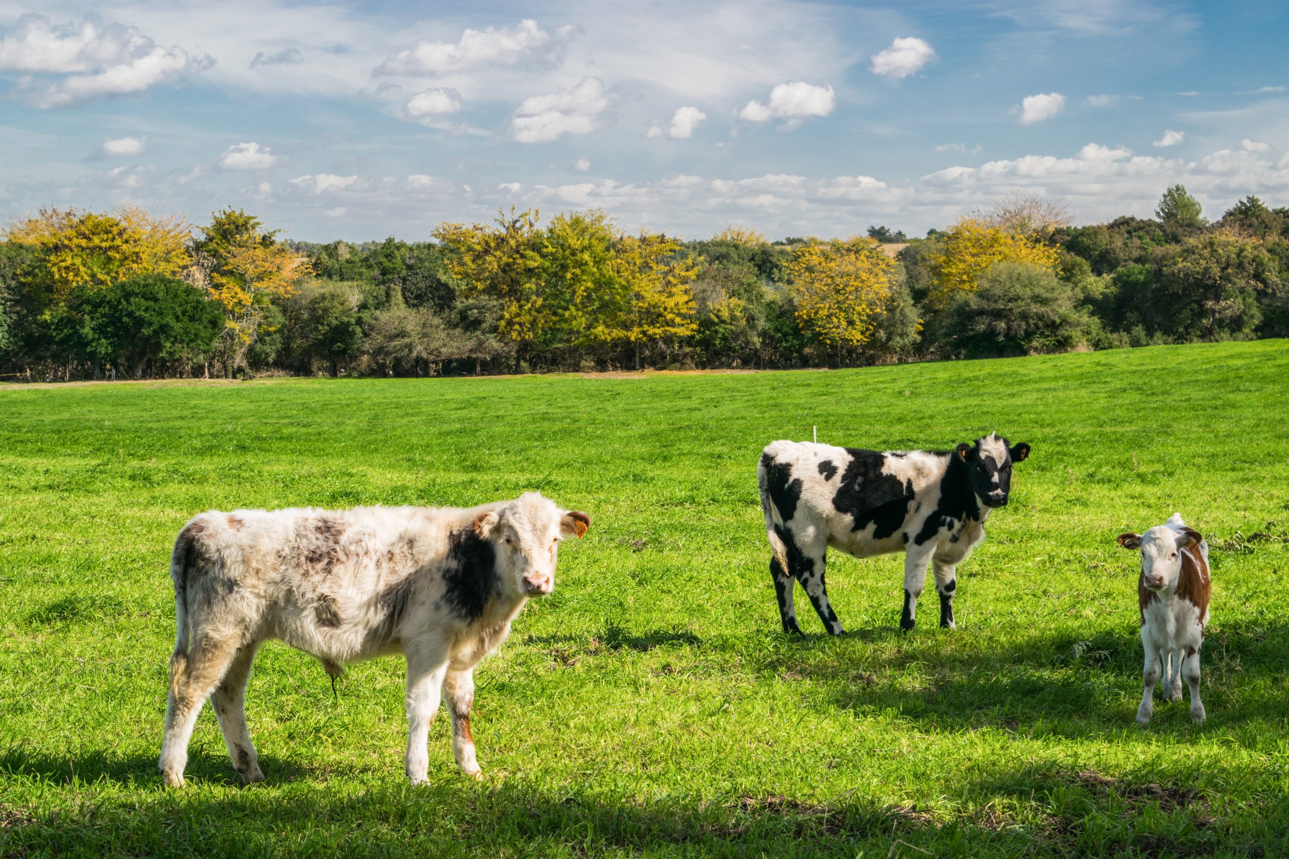 Certified organic cows in a field