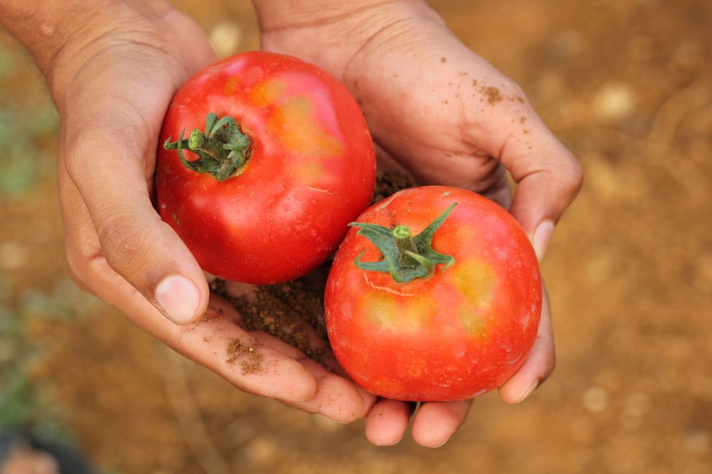 organic tomatoes