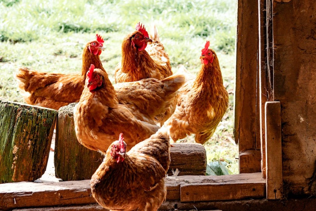 Raising organic poultry