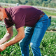 Farmer in a field