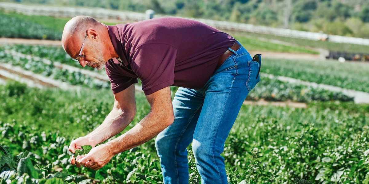 Farmer in a field