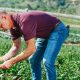 Man tending an organic farm of specialty crops