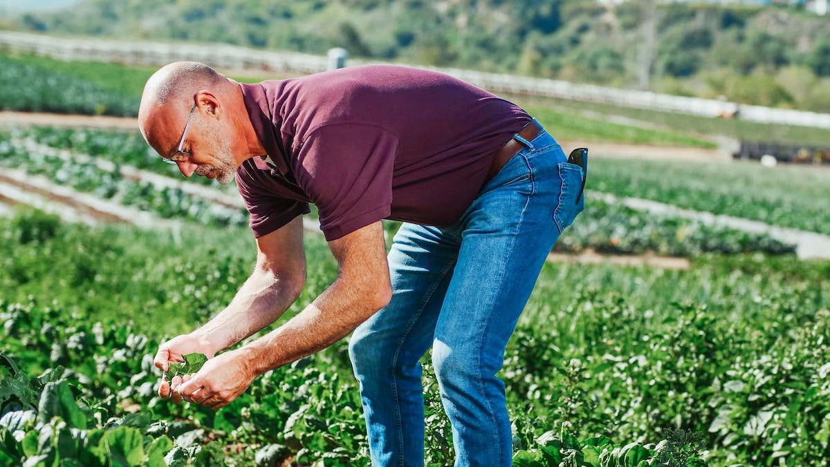 Man tending an organic farm of specialty crops