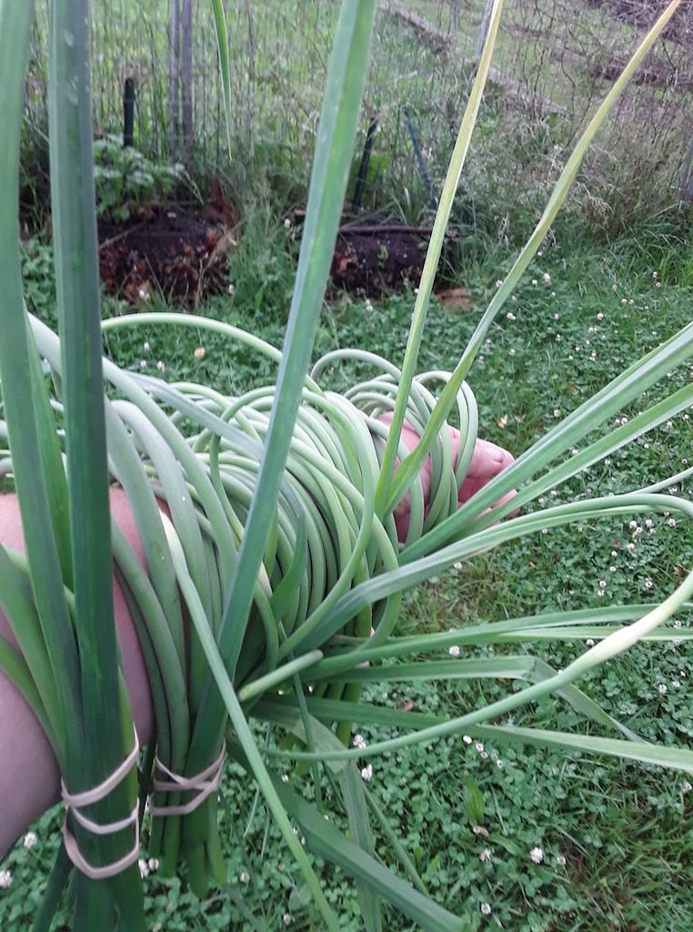 Garden produce