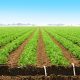 Controlling weeds in row crops