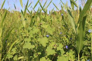 Weeds on the farm