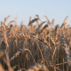 A sustainably farmed wheat field