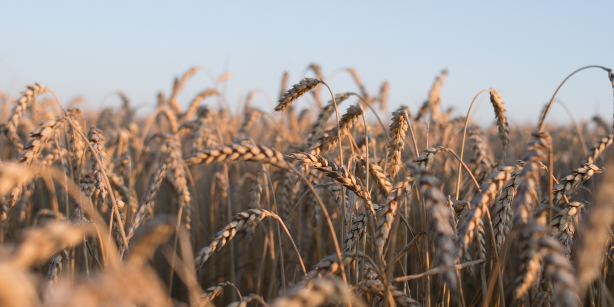 A sustainably farmed wheat field