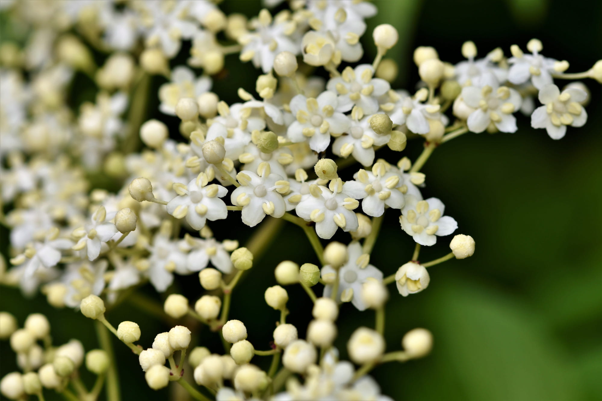Elderberry plants that Missouri farmers can use in their own operations