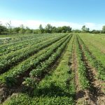 View at Fair Share Farm - Kearney, Missouri